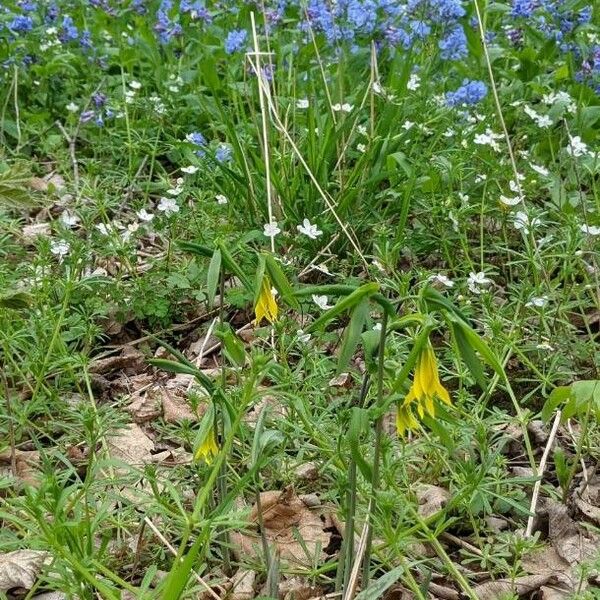 Uvularia grandiflora Квітка