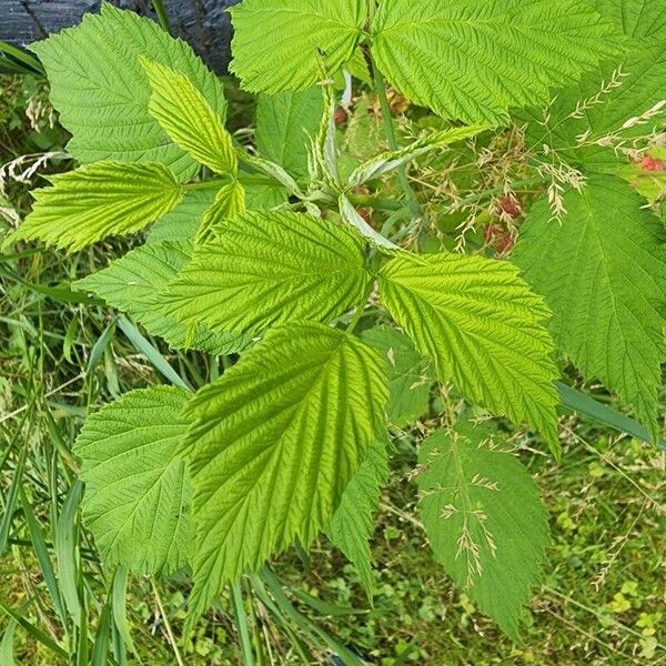 Rubus occidentalis Leaf