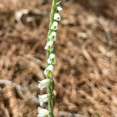 Spiranthes spiralis Kvet