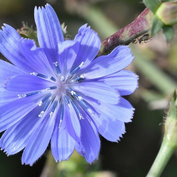 Cichorium intybus Flor