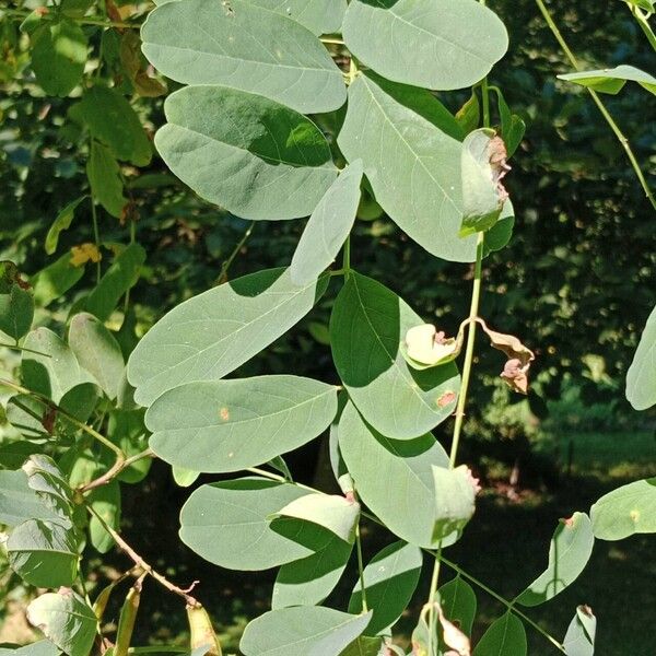 Robinia viscosa Blad