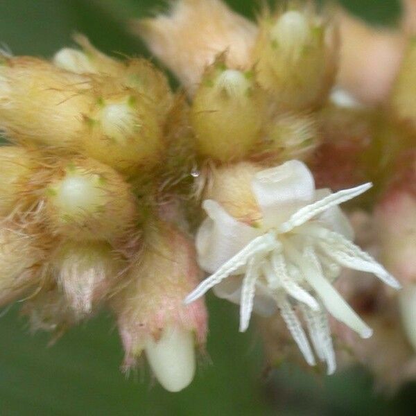 Miconia nervosa Blüte