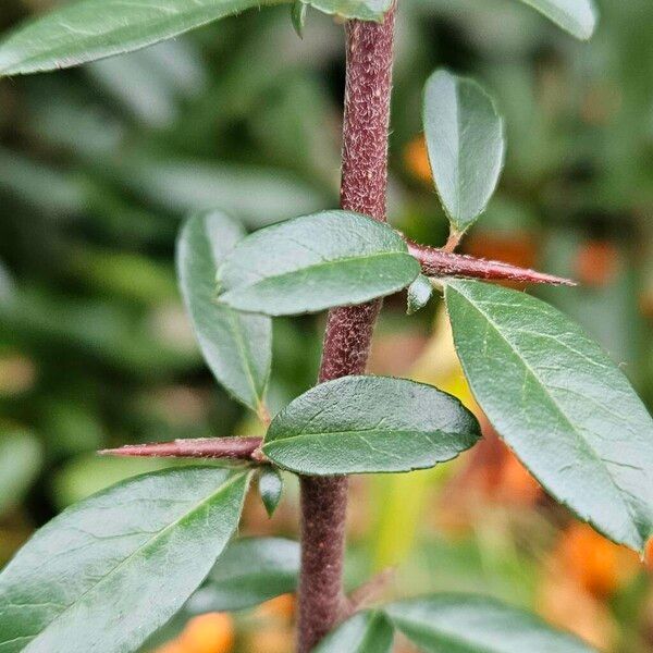 Pyracantha crenulata Kora