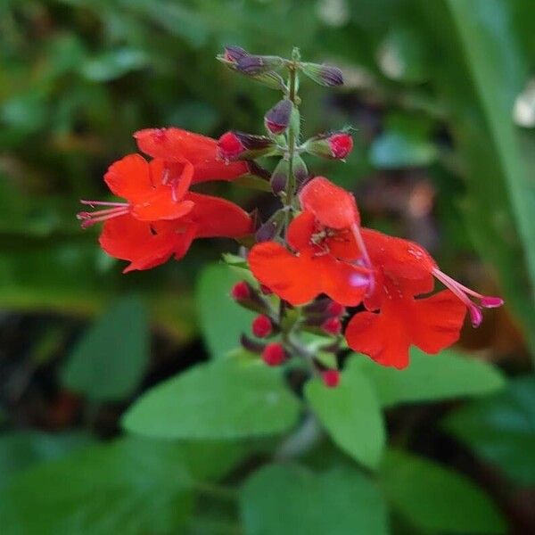 Salvia coccinea Flor