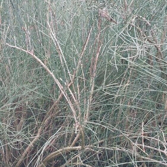 Ephedra nebrodensis Leaf