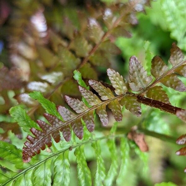 Dryopteris erythrosora Leaf