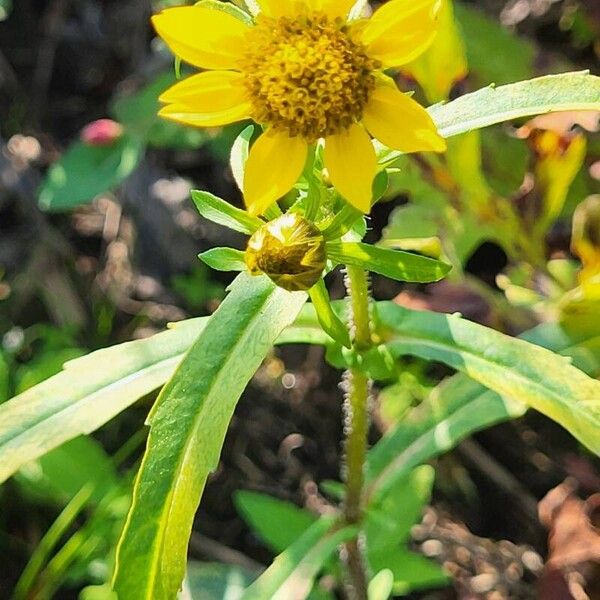 Bidens cernua Çiçek