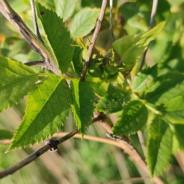 Rosa micrantha Hoja