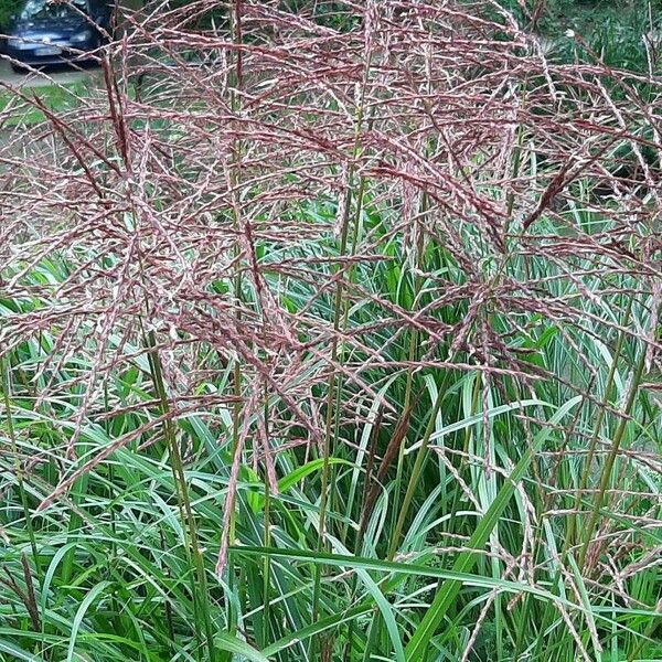 Sorghum halepense Hábito