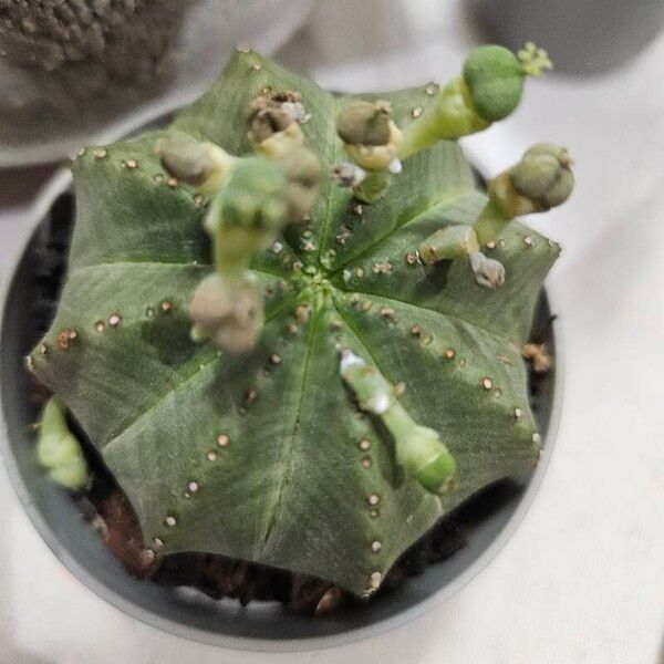 Euphorbia obesa 葉