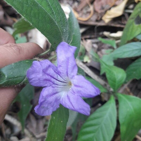 Ruellia geminiflora Flower