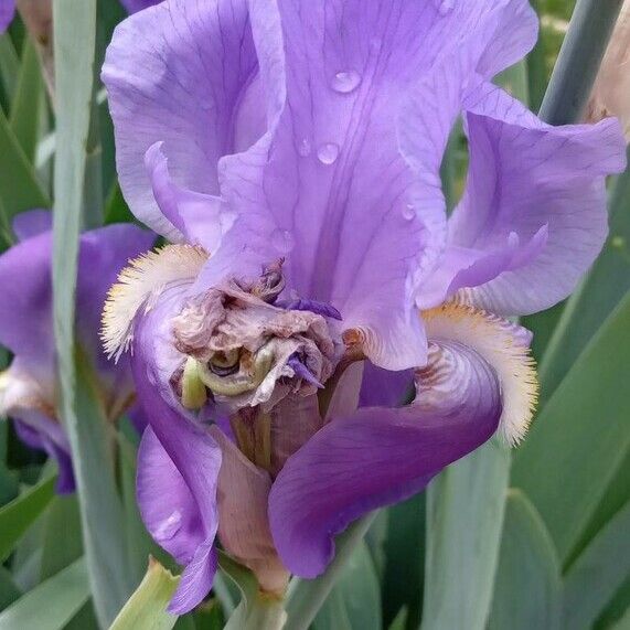 Iris × germanica ফুল