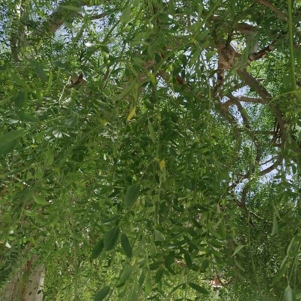 Moringa drouhardii Leaf