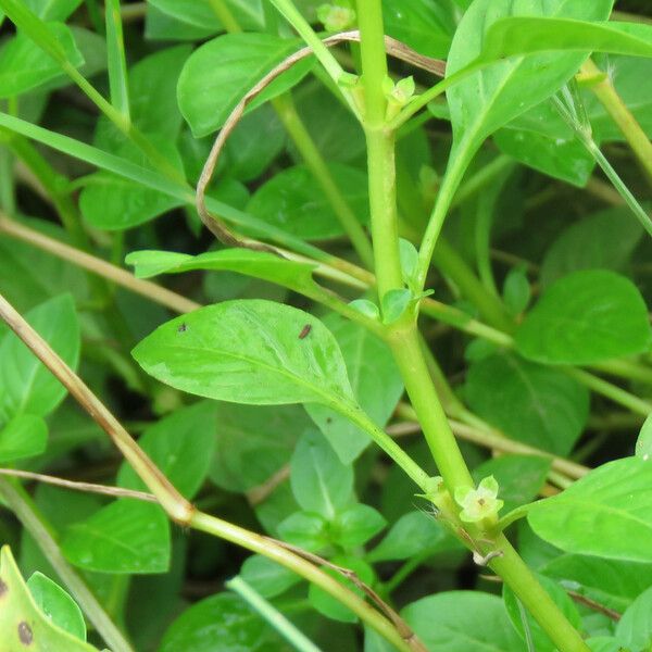 Ludwigia palustris Flower