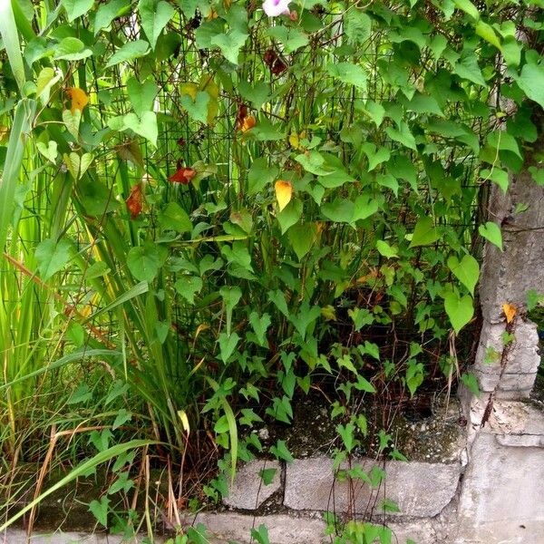 Ipomoea tiliacea Habitus