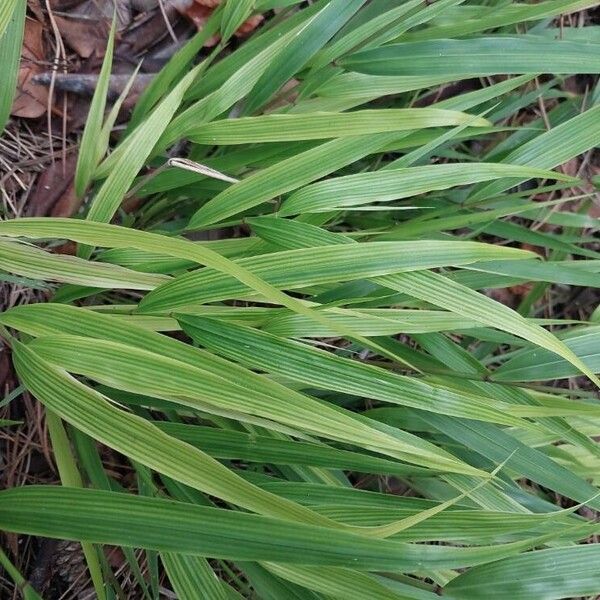 Hakonechloa macra Φύλλο