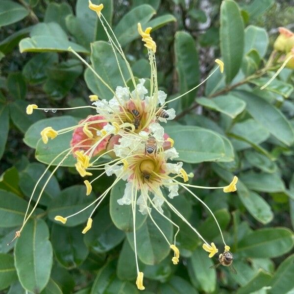 Morisonia flexuosa 花