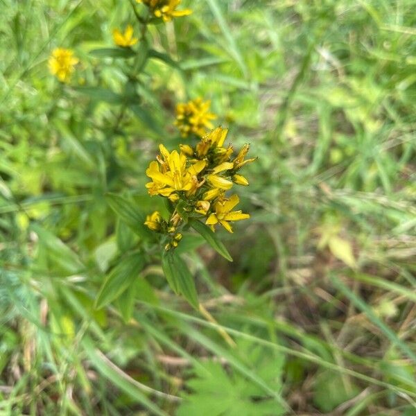 Hypericum hirsutum Blad