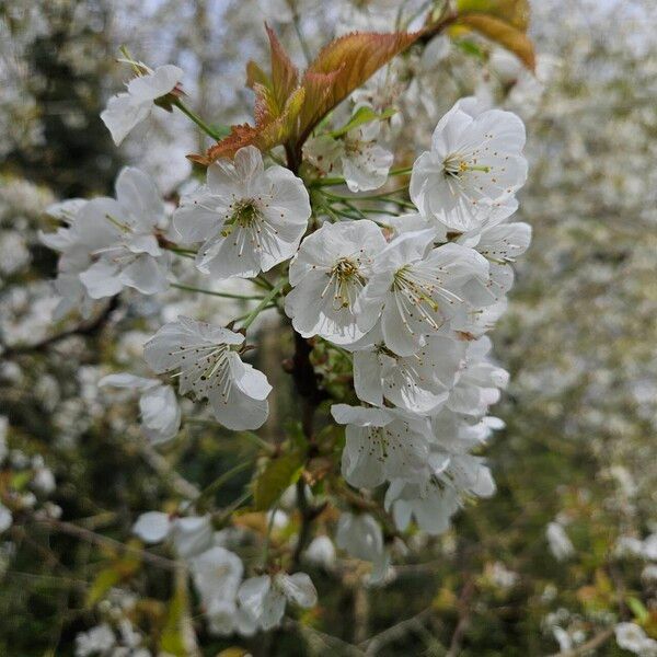 Prunus cerasus Kvet