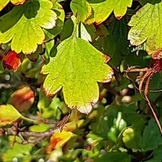 Ribes speciosum Hostoa