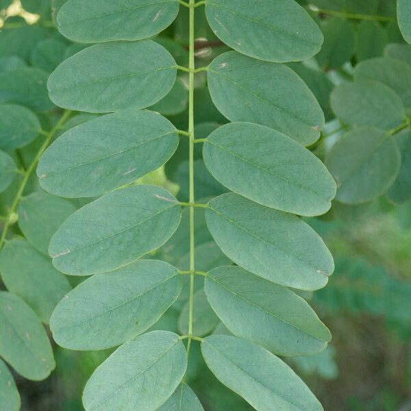 Robinia viscosa Fuelha