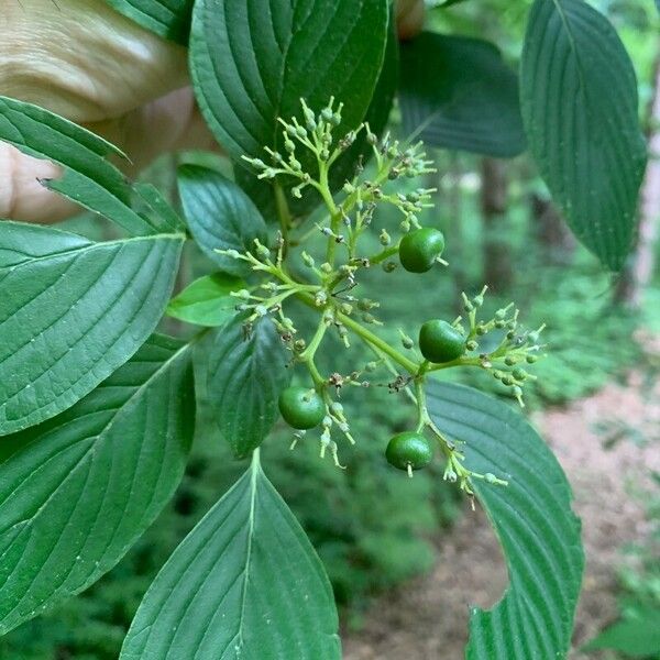 Cornus alternifolia Floro