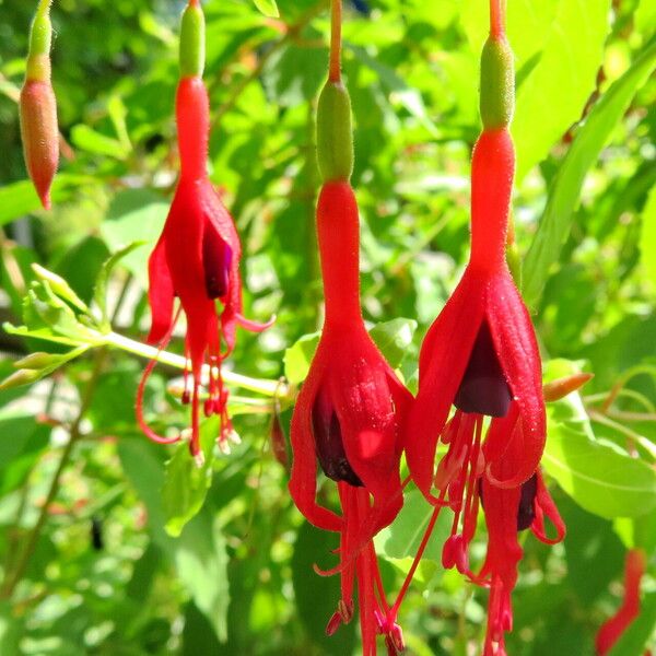 Fuchsia magellanica Bloem