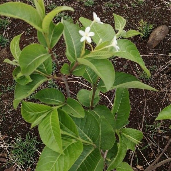 Holarrhena pubescens Blatt