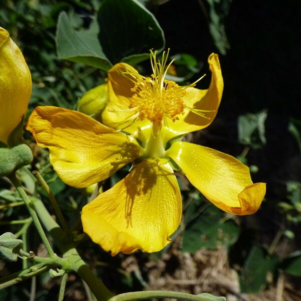 Abutilon exstipulare Blüte