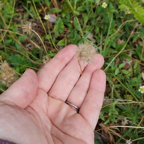 Tridax procumbens Other