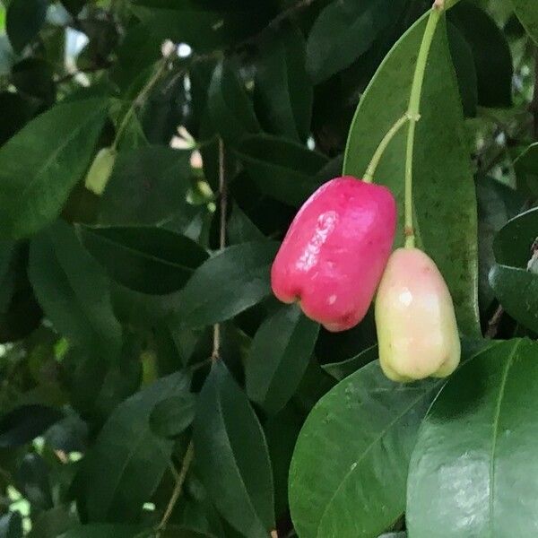 Syzygium jambos Fruitua