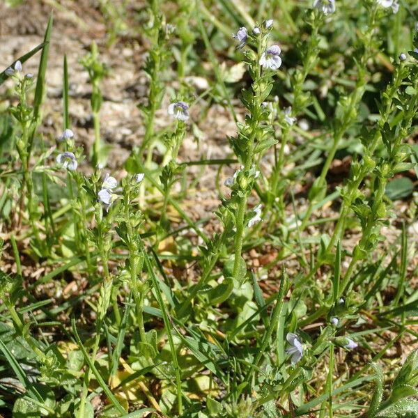 Veronica serpyllifolia Plante entière