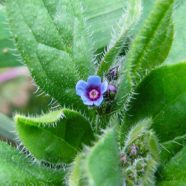 Asperugo procumbens ᱵᱟᱦᱟ