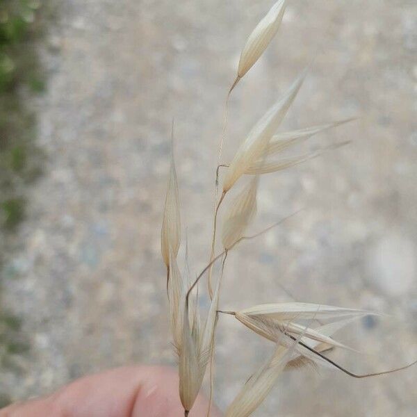 Avena sterilis Ліст