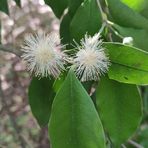 Psidium cattleyanum Кветка