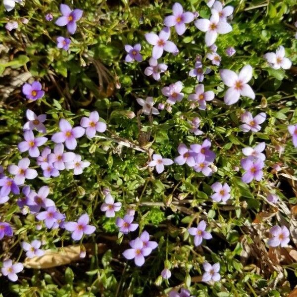 Houstonia pusilla Flower