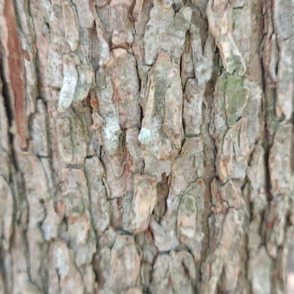 Ulmus crassifolia 樹皮
