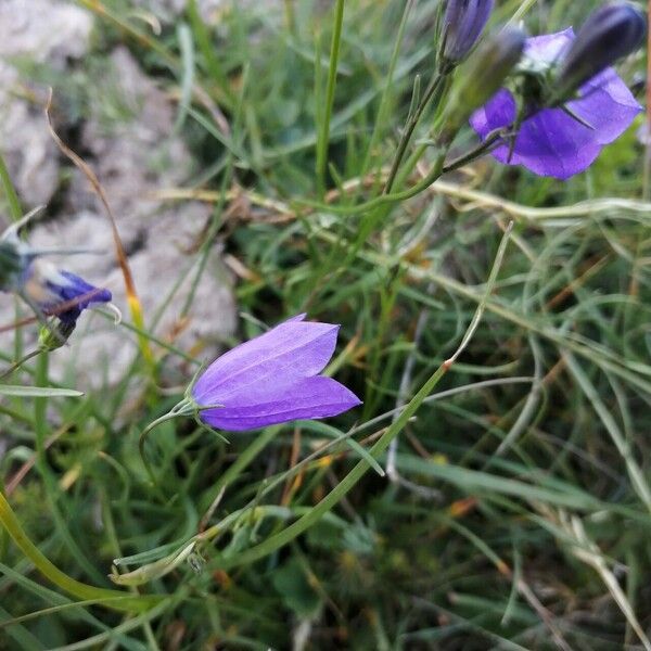 Campanula rotundifolia Flor