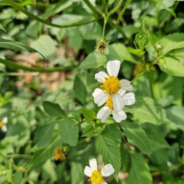 Bidens alba Kwiat