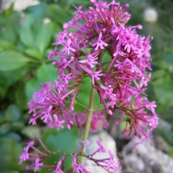 Valeriana rubra Flower