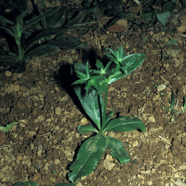 Eryngium foetidum Hábito