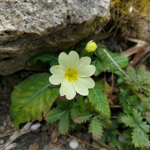 Primula vulgaris 花