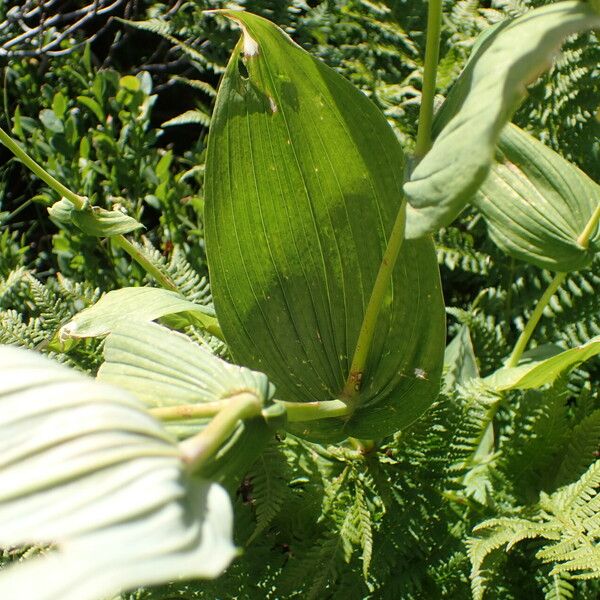 Streptopus amplexifolius Blatt