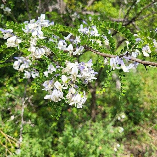 Vicia sylvatica Flower