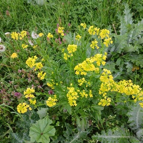 Barbarea vulgaris Flors