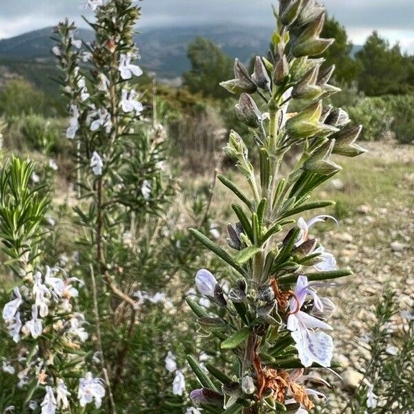 Rosmarinus officinalis 花