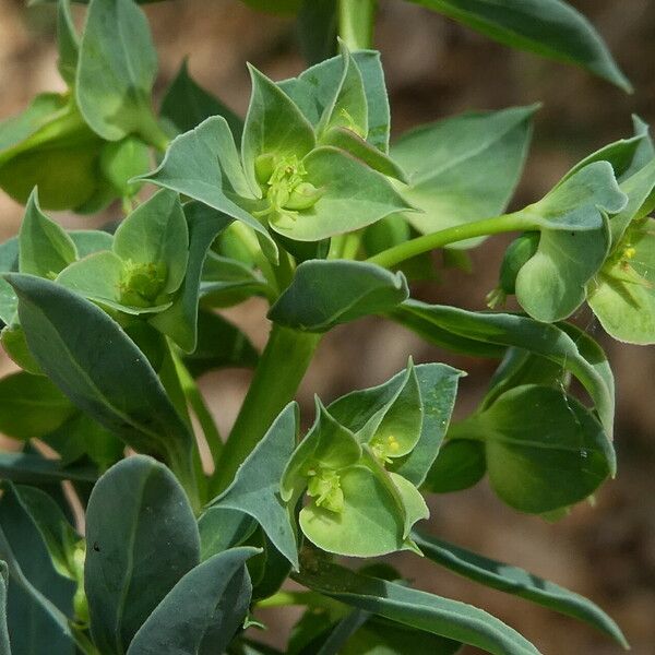 Euphorbia falcata 花