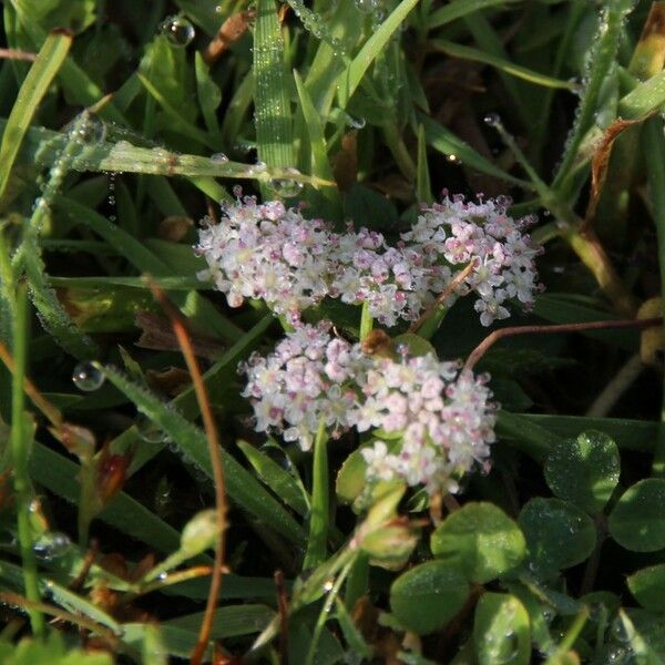 Helosciadium repens 其他