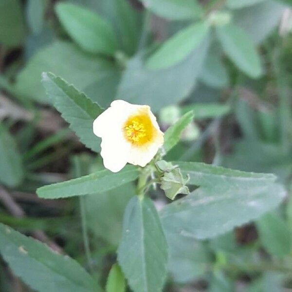 Sida rhombifolia Flower