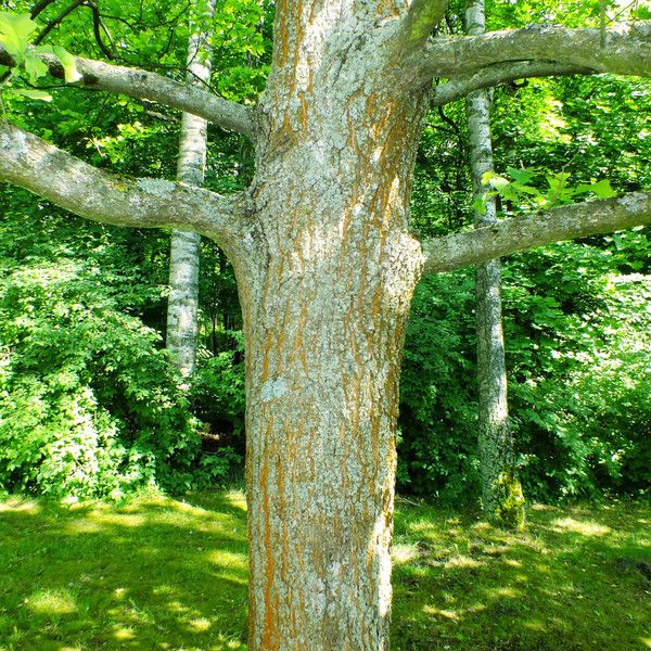 Quercus robur Kabuk